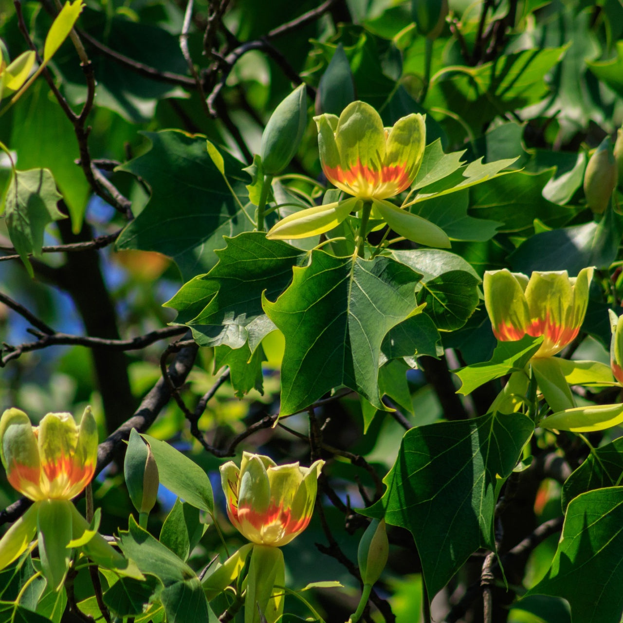 Yellow tulip poplar tree blossoms with red centers amid green leaves