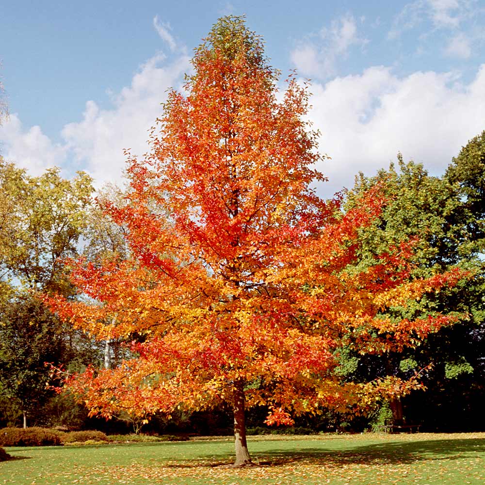 Tupelo tree with vibrant orange and red autumn leaves in park