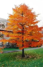 Vibrant orange Tupelo maple tree in full autumn foliage with dark trunk