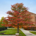 Vibrant red orange Tupelo maple tree with sturdy trunk against brick building