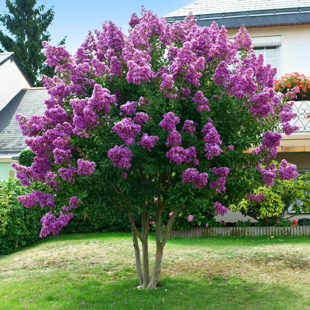 Lush Purple Crepe Myrtle tree with dense lilac blossom clusters