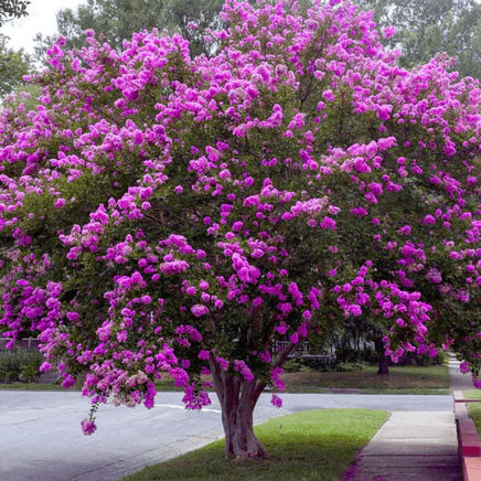 Purple Crepe Myrtle tree with lush purple blossoms cascading over branches