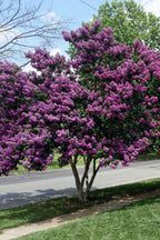 Vibrant Purple Crepe Myrtle tree with lush purple blossoms and green foliage