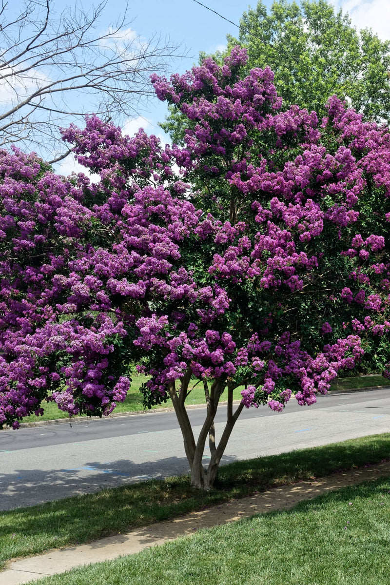 Vibrant Purple Crepe Myrtle tree with lush purple blossoms and green foliage