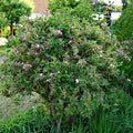 Variegated Weigela Shrub with lush green-white leaves and pink-white flowers