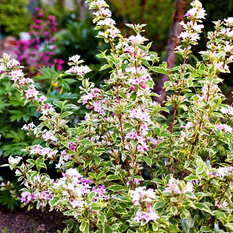 Variegated abelia shrub with pink-white flowers and yellow-edged leaves