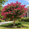 Miami Pink Crepe Myrtle Shrub