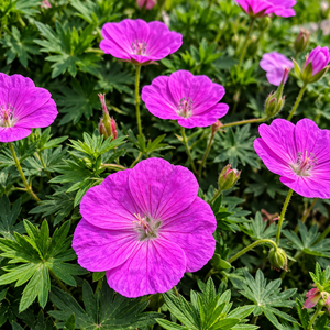 Vibrant pink geranium flowers with green palmate leaves growing densely together in a garden setting.