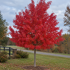 Red maple