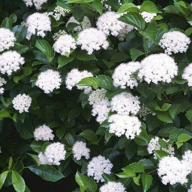 Viburnum dentatum shrub with lush bush, white flower clusters and green leaves