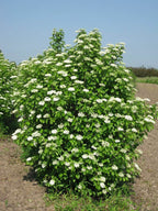 Viburnum dentatum shrub with lush white flowers and green leaves under blue sky
