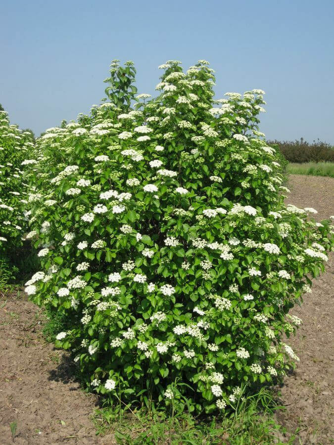 Viburnum dentatum shrub with lush white flowers and green leaves under blue sky