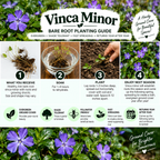 Vinca Minor Vine