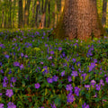 Vibrant purple periwinkle Vinca Minor vine flowers carpeting forest floor under tree