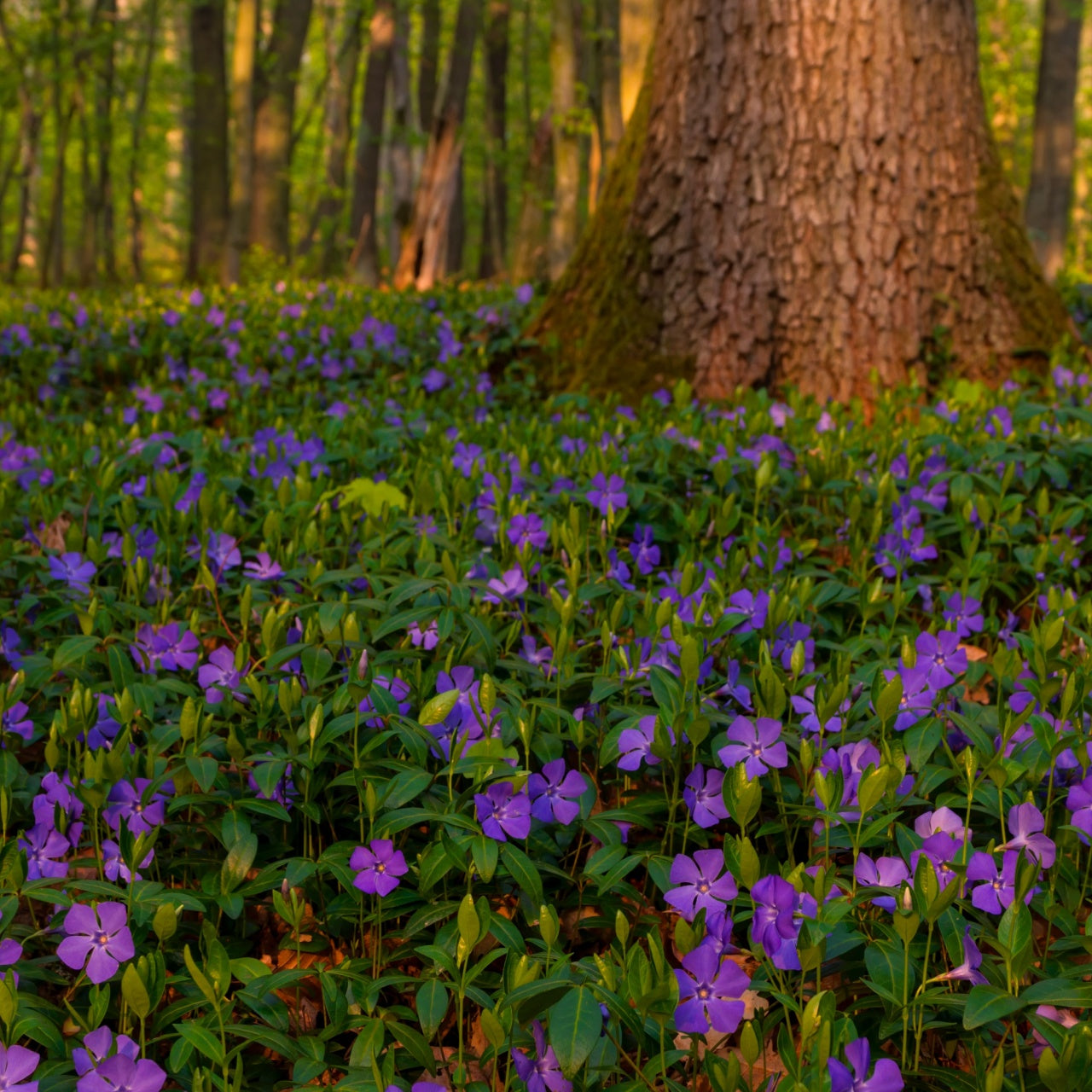 Vibrant purple periwinkle Vinca Minor vine flowers carpeting forest floor under tree