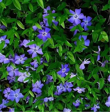 Vibrant purple Vinca Minor Vine flowers with five-petaled blooms