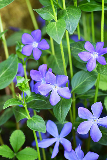 Vibrant purple five-petaled Vinca Minor Vine flowers with white centers on green stems