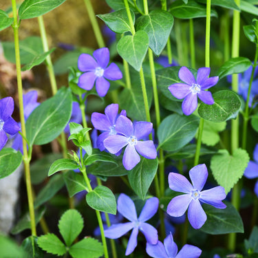 Vibrant purple five-petaled Vinca Minor Vine flowers with white centers in lush green foliage