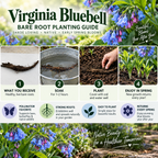 A promotional graphic for a Virginia Bluebell bare root planting guide, featuring large green title text over a background of bluebells and soil. Four numbered steps illustrate receiving, soaking, planting, and enjoying spring blooms.