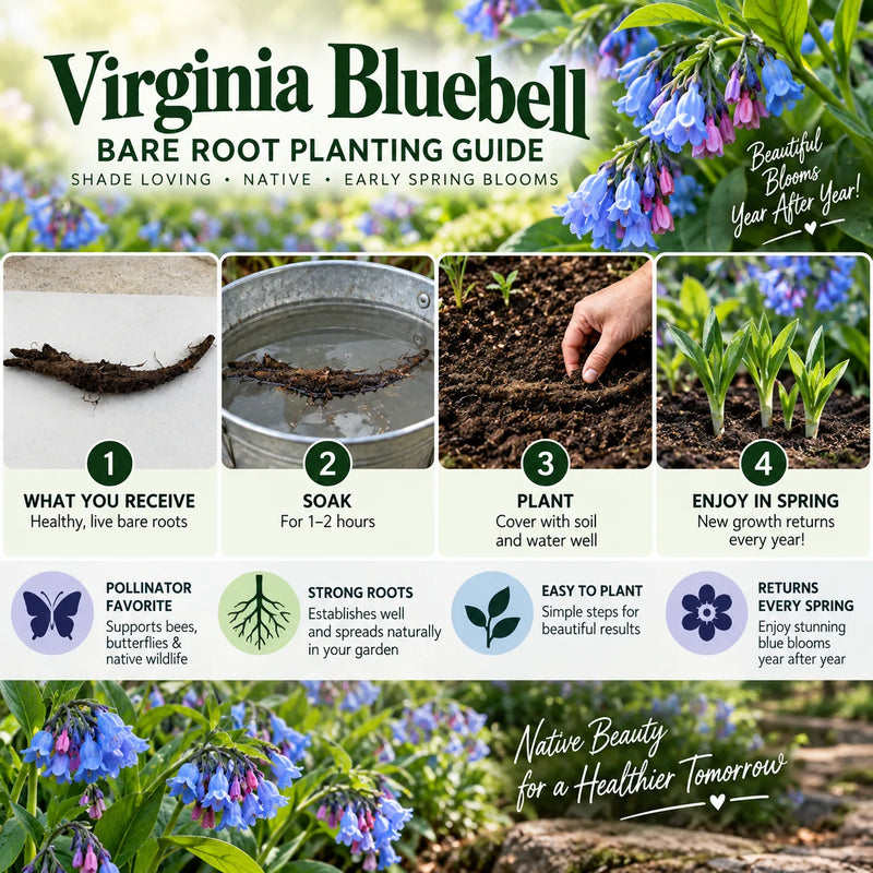 A promotional graphic for a Virginia Bluebell bare root planting guide, featuring large green title text over a background of bluebells and soil. Four numbered steps illustrate receiving, soaking, planting, and enjoying spring blooms.