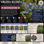 Virginia Bluebell - TN Nursery