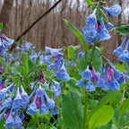 Virginia Bluebell clusters of vibrant blue purple bell-shaped flowers