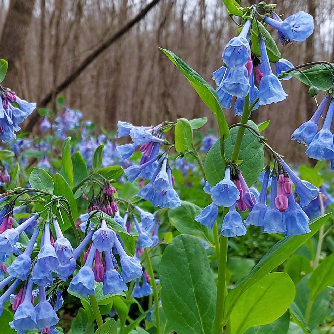 Virginia Bluebell clusters of vibrant blue purple bell-shaped flowers