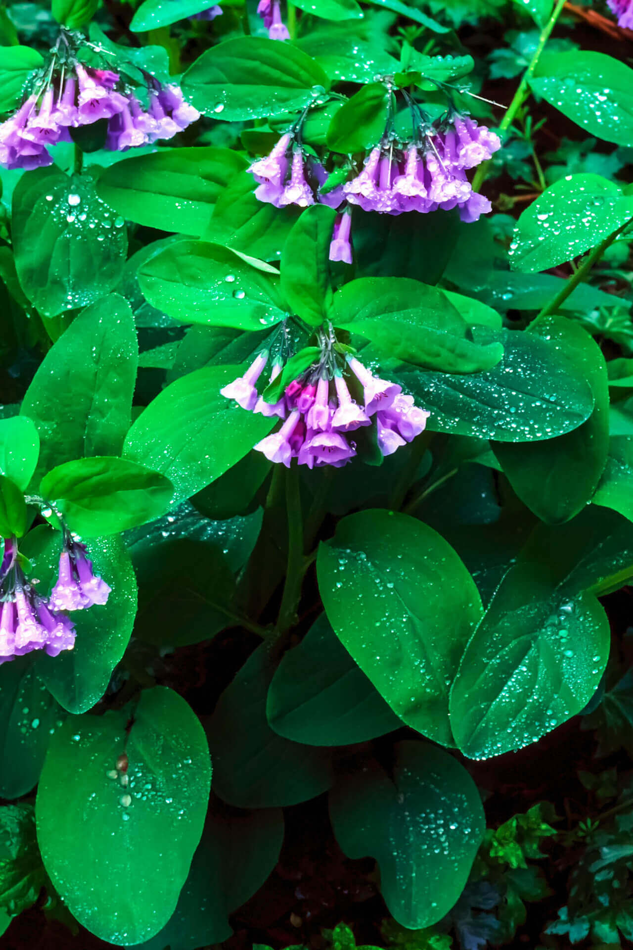 Vibrant Virginia bluebell purple bell-shaped flowers among lush green leaves