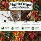Virginia Creeper planting guide - TN Nursery