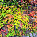 Vibrant Virginia Creeper ivy in autumn colors on wooden wall