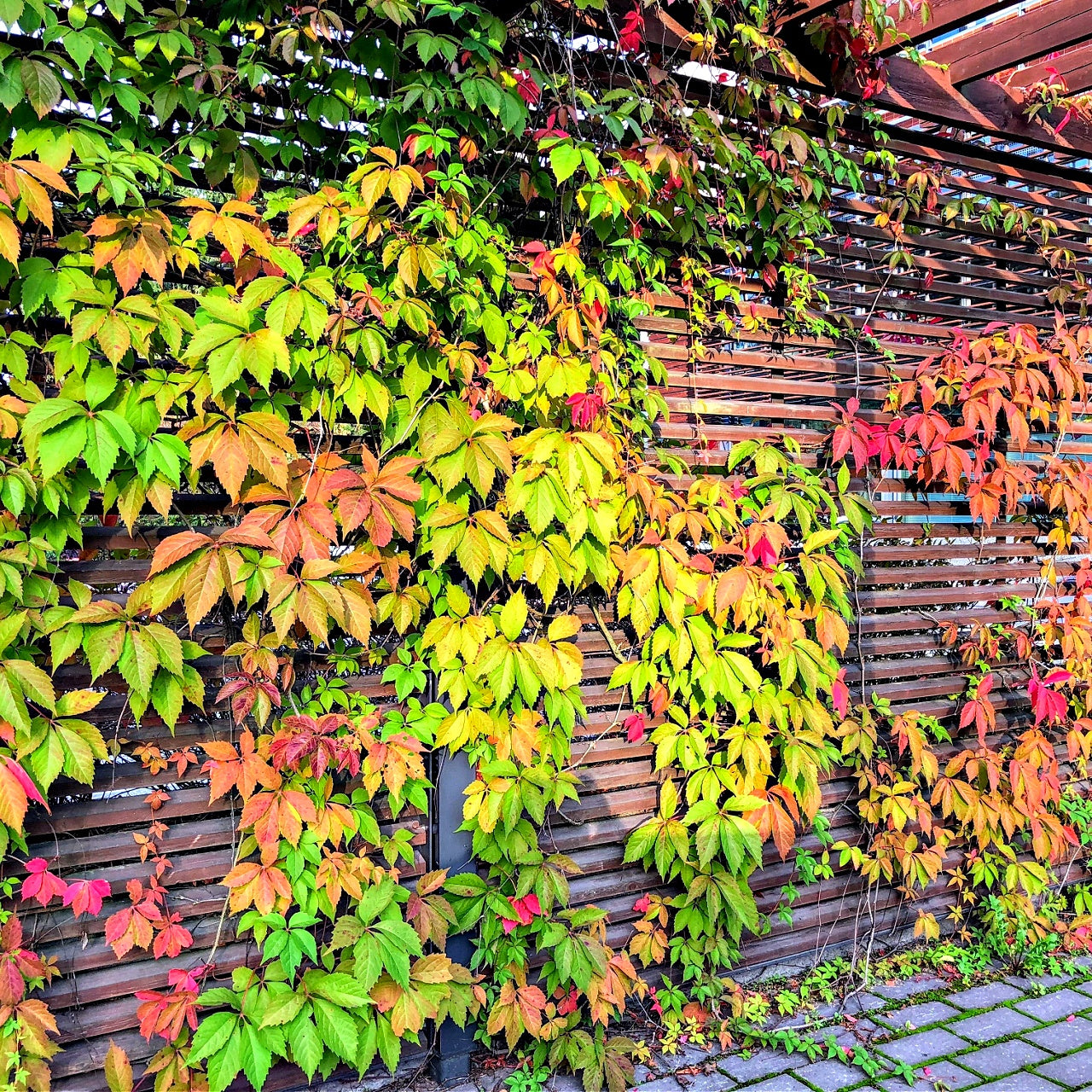 Vibrant Virginia Creeper ivy in autumn colors on wooden wall