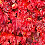 Vibrant red Virginia Creeper autumn leaves in crimson maroon hues
