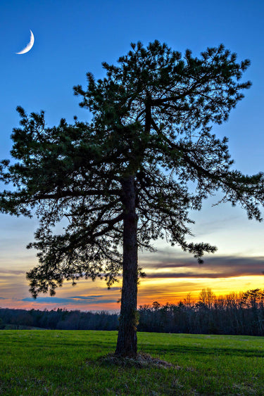Tall Virginia pine tree in grassy field at twilight for seedlings