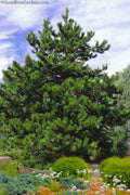 Virginia Pine Tree dense full-bodied evergreen with vibrant green needles