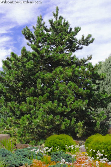 Virginia Pine Tree dense full-bodied evergreen with vibrant green needles