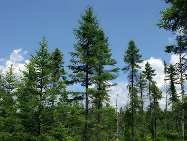 Tall Virginia Pine trees with dense green foliage against blue sky and clouds