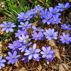 A cluster of blue winter flowers with yellow centers growing among dry leaves and green grass outdoors.