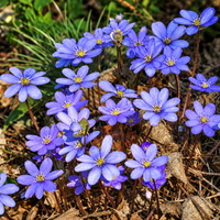 Liverwort Hepatica