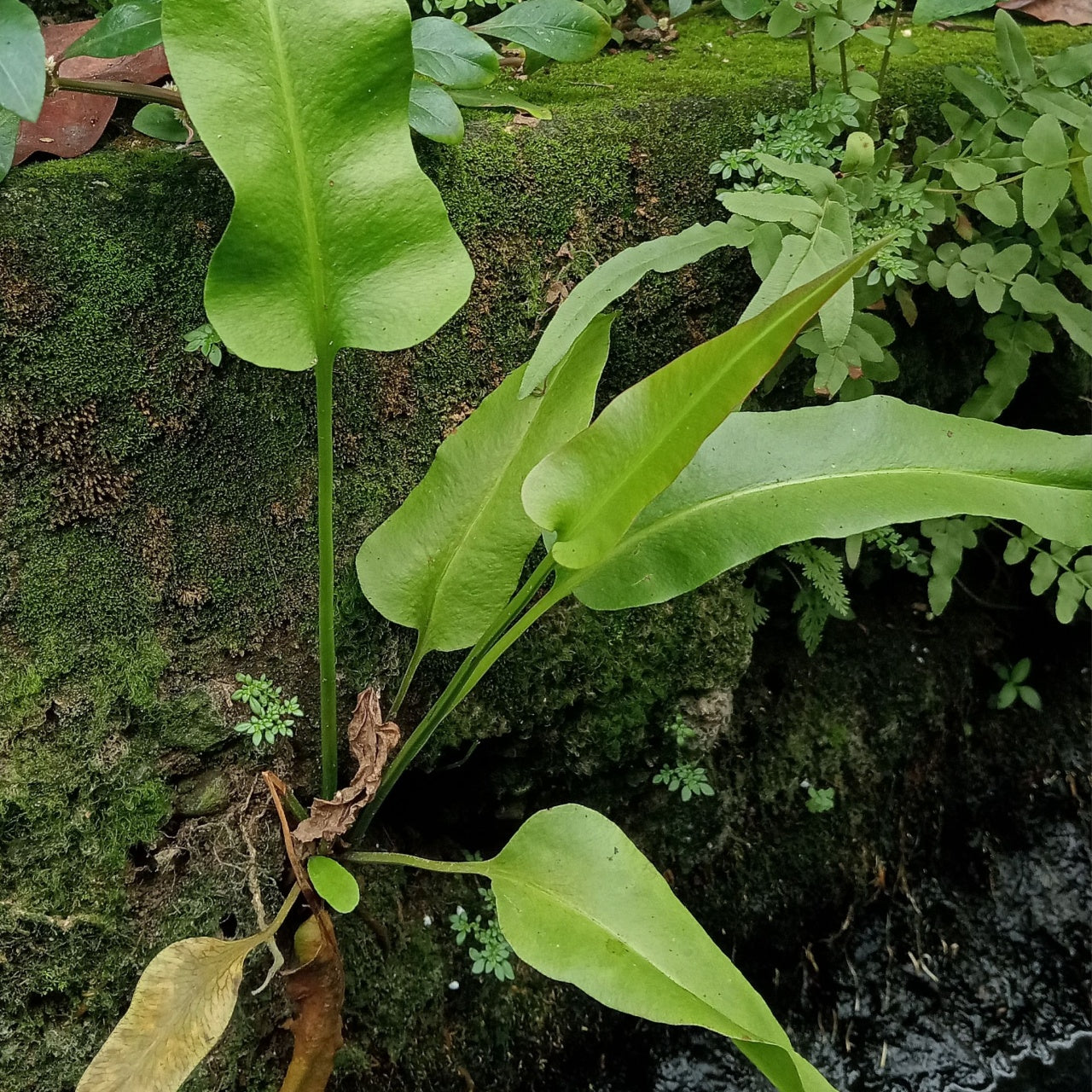 Vibrant green broad-leafed staghorn walking fern on mossy stone