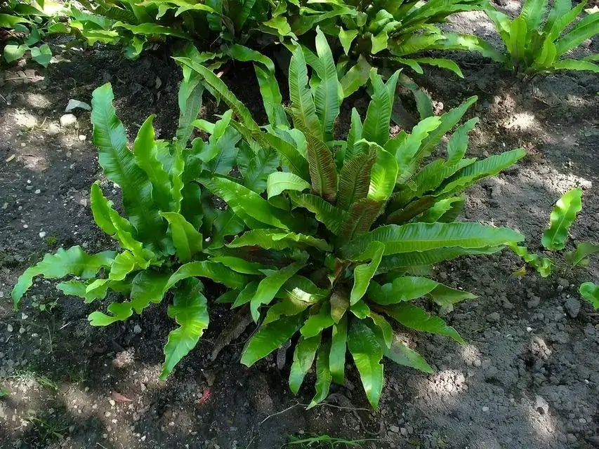 Lush Walking Fern with vibrant green arching fronds in dark soil