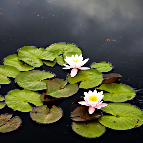 Two white water lilies with pink petals on green lily pads in Water Lily Plant