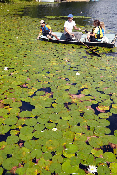 Green lily pad pond with white water lilies for Water Lily Plant