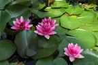 Pink water lilies with vibrant centers on green lily pads for Water Lily Plant