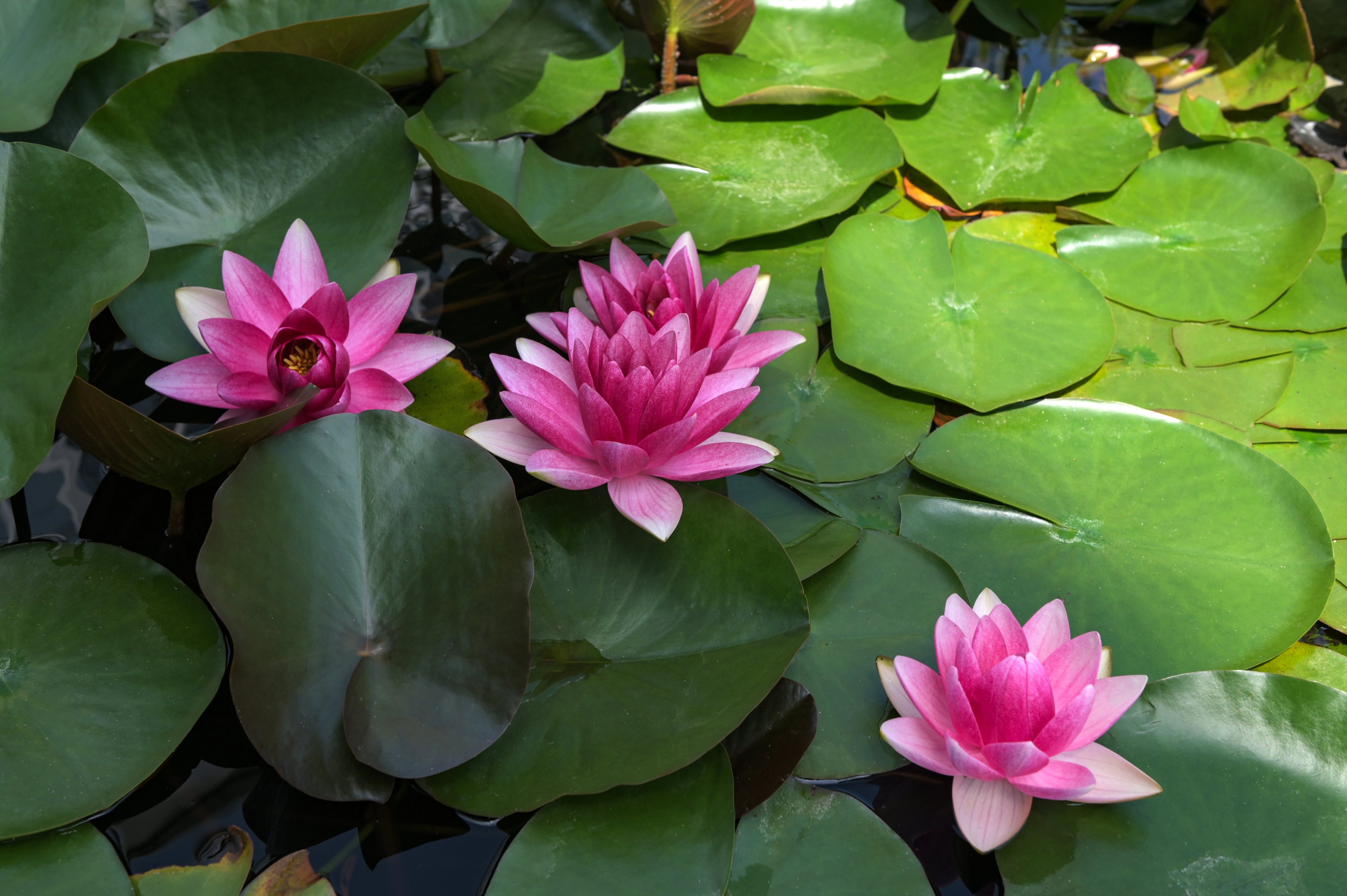 Pink water lilies with vibrant centers on green lily pads for Water Lily Plant
