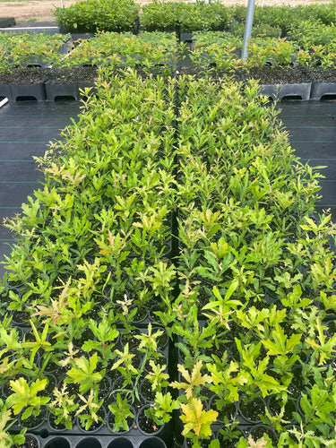 Water Oak Seedlings in black trays with vibrant green plants and yellowing leaves