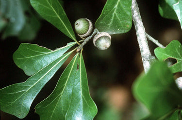 Water Oak Seedlings: greenish-brown acorns with textured caps on branch amid glossy leaves