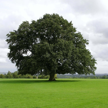 Majestic leafy green water oak tree with broad canopy in grassy field under cloudy sky