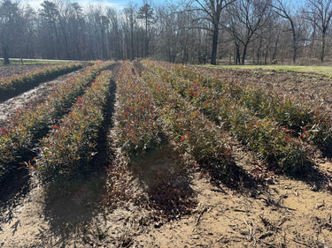 Rows of Water Oak seedlings with green and reddish-brown leafy foliage in tilled field