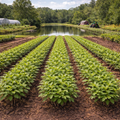 Rows of Water Oak Seedlings with vibrant green leafy plants in neat farm field lines