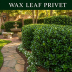 Wax Leaf Privet TN Nursery